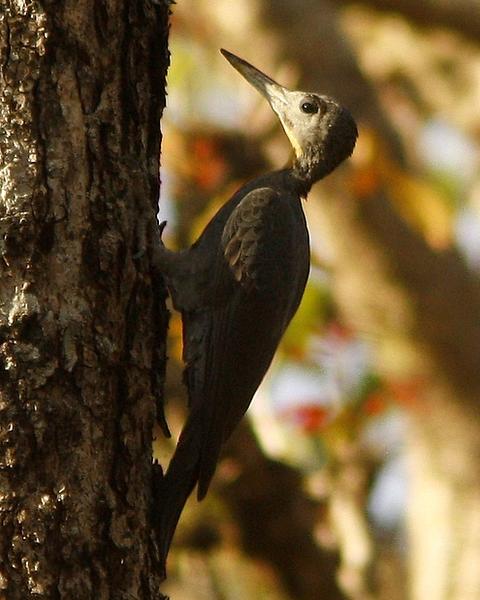 Great Slaty Woodpecker
