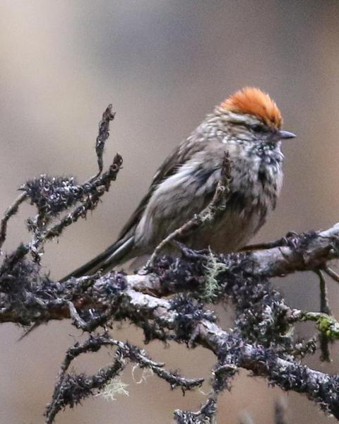 White-browed Tit-Spinetail