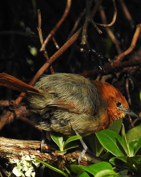 Rusty-headed Spinetail