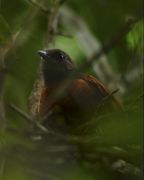 Rufous-breasted Spinetail
