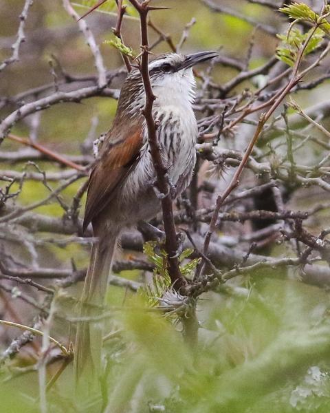 Great Spinetail