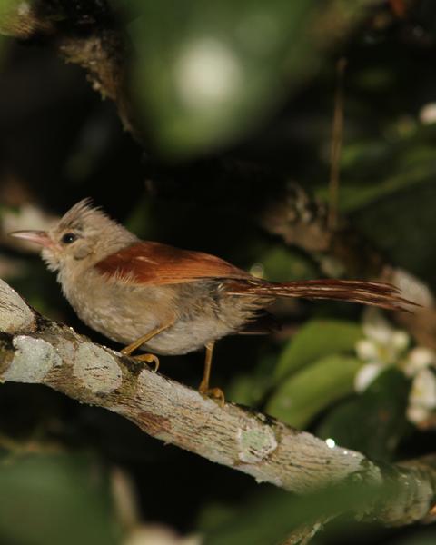 Gray-headed Spinetail