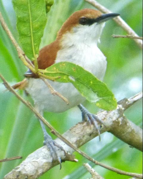 Red-and-white Spinetail