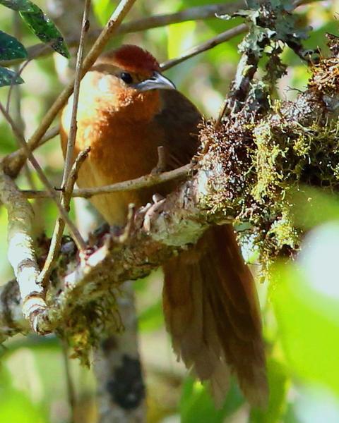 Orange-breasted Thornbird
