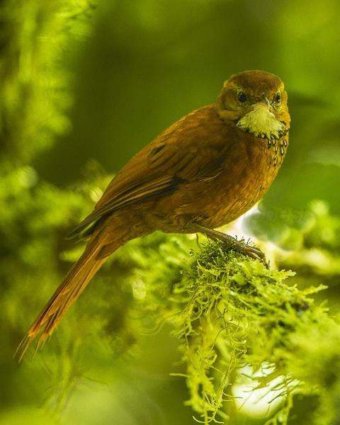 Fulvous-dotted Treerunner