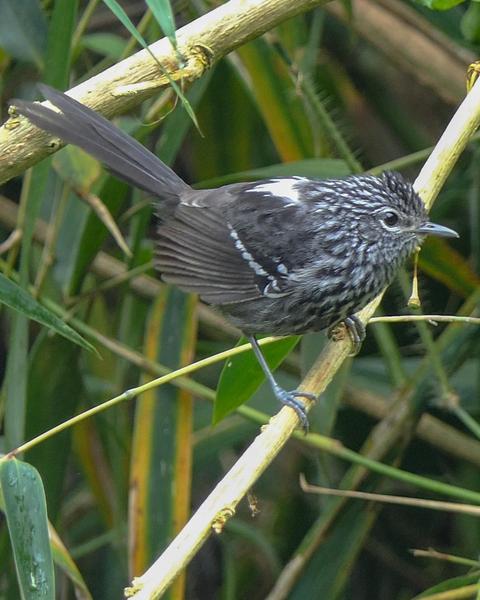 Dusky-tailed Antbird