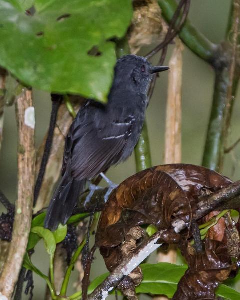 Blackish Antbird