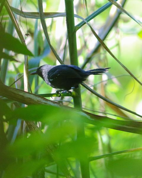 Riparian Antbird