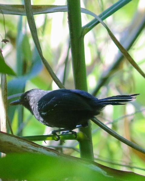 Riparian Antbird