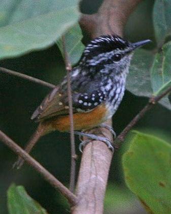 Guianan Warbling-Antbird