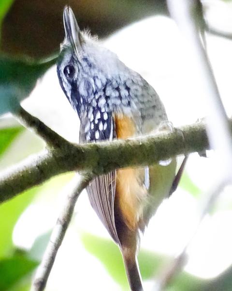 Peruvian Warbling-Antbird