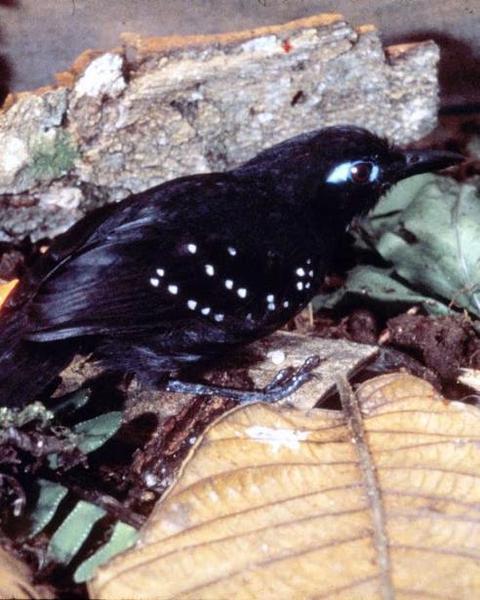 Plumbeous Antbird
