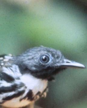 Spot-backed Antbird
