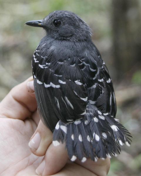 Common Scale-backed Antbird