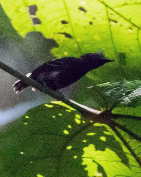 Common Scale-backed Antbird
