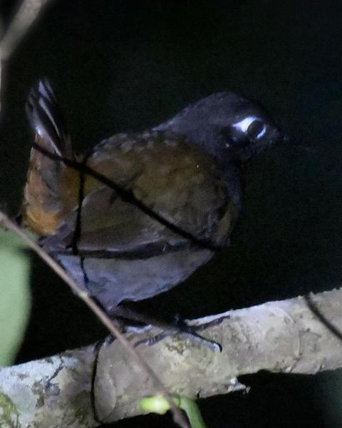 Black-headed Antthrush