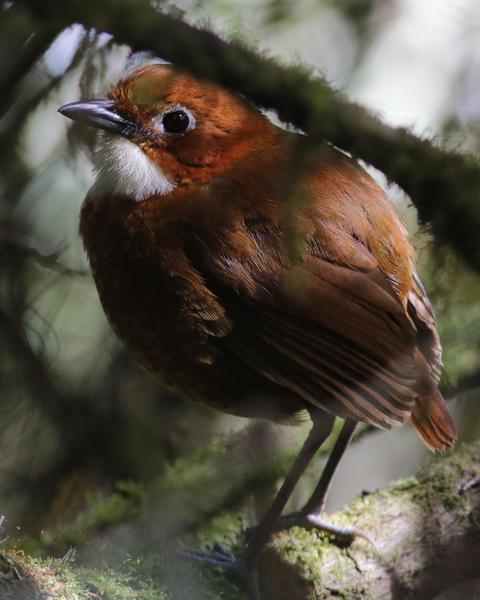 Red-and-white Antpitta