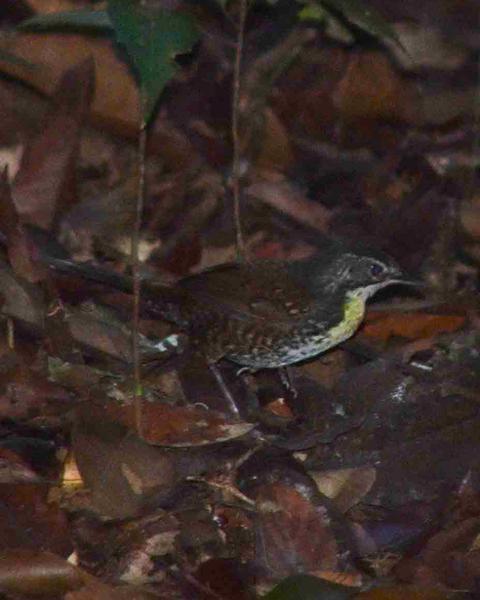 Rusty-belted Tapaculo