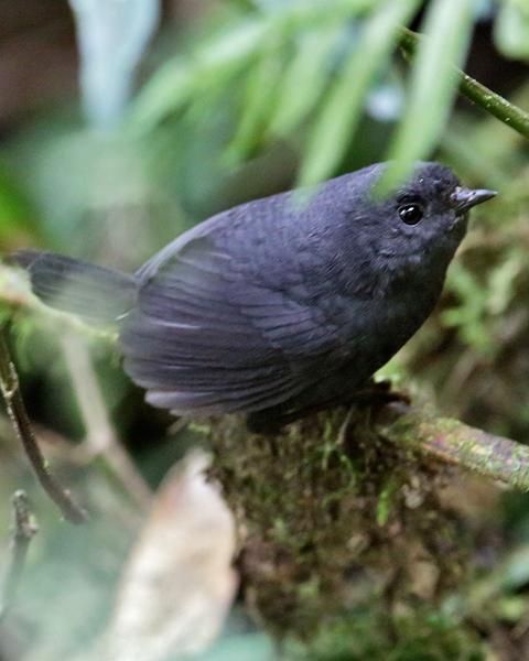 Trilling Tapaculo