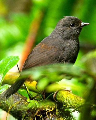 Long-tailed Tapaculo
