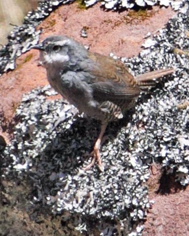 Zimmer's Tapaculo