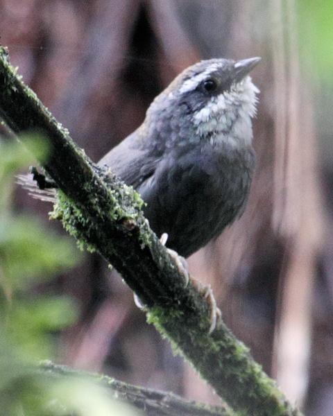 White-browed Tapaculo