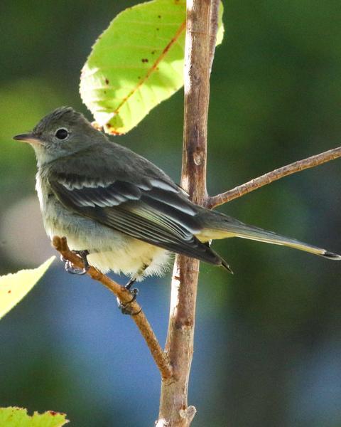 Lesser Elaenia