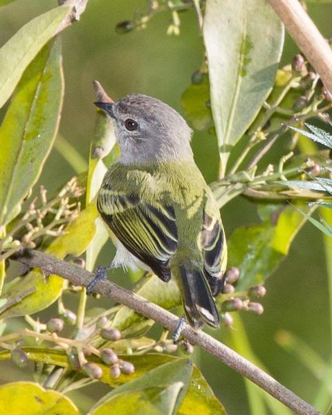 Gray-capped Tyrannulet