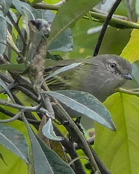 Gray-capped Tyrannulet