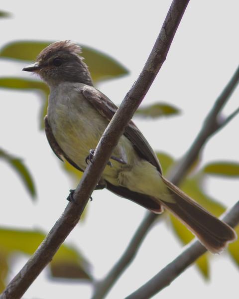 Amazonian Scrub-Flycatcher