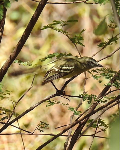 Pale-tipped Tyrannulet