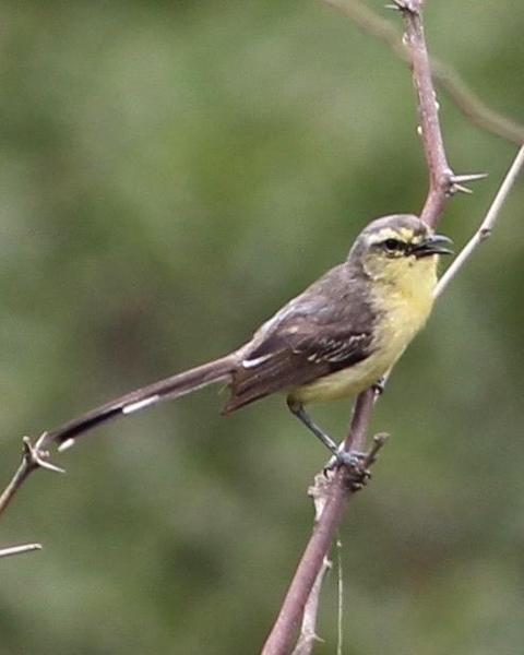 Greater Wagtail-Tyrant