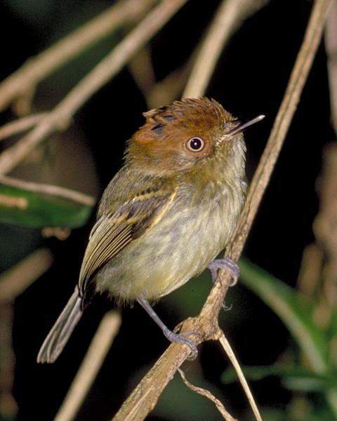 Scale-crested Pygmy-Tyrant