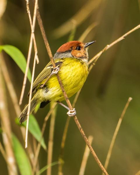Rufous-crowned Tody-Flycatcher