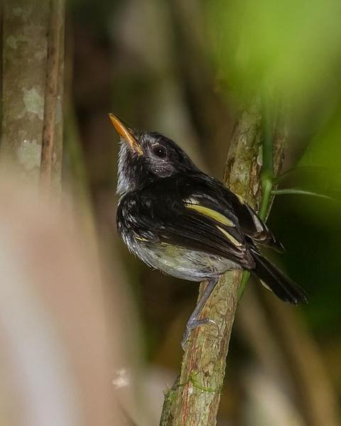 Black-and-white Tody-Flycatcher