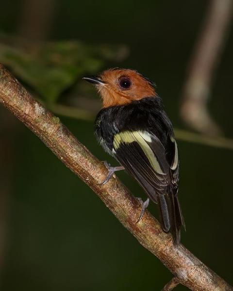 Black-chested Tyrant