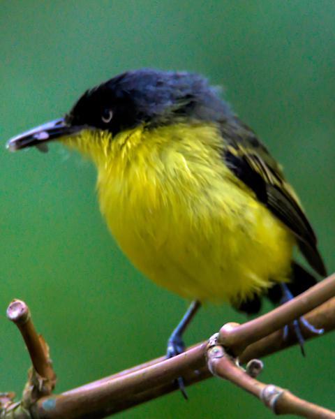 Common Tody-Flycatcher