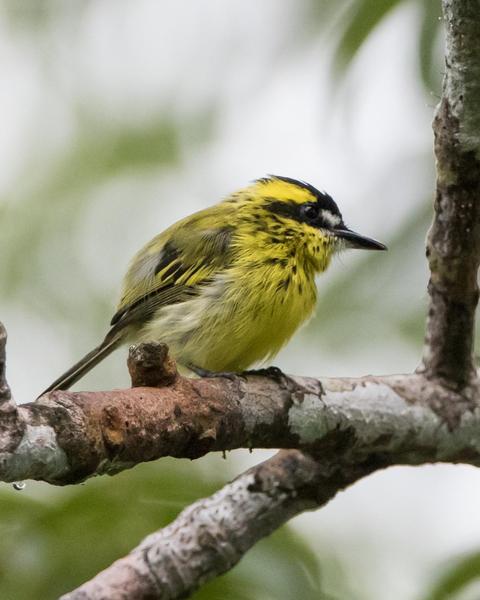Yellow-browed Tody-Flycatcher
