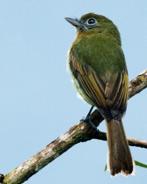 Fulvous-breasted Flatbill