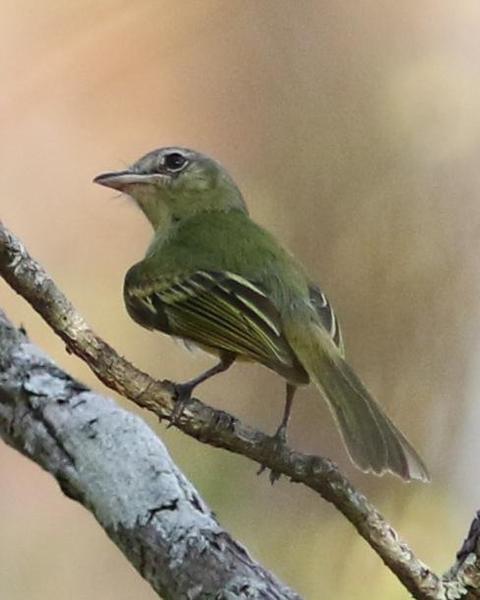 Yellow-olive Flycatcher (Mato Grosso)