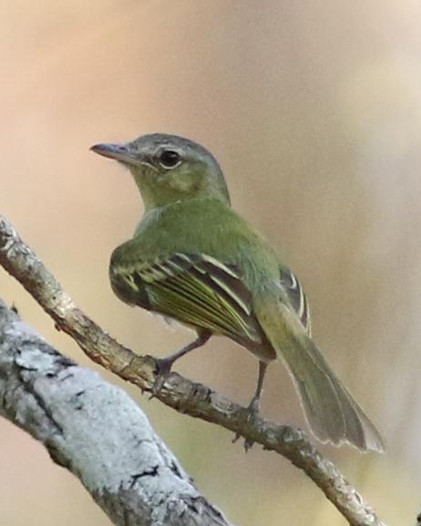 Yellow-olive Flycatcher (Mato Grosso)