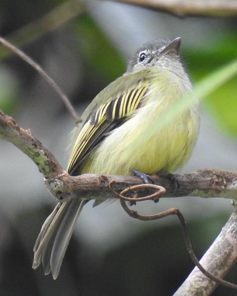 Yellow-margined Flycatcher