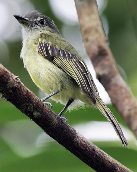 Yellow-margined Flycatcher (Yellow-winged)