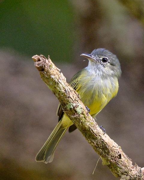 Yellow-margined Flycatcher (Yellow-winged)
