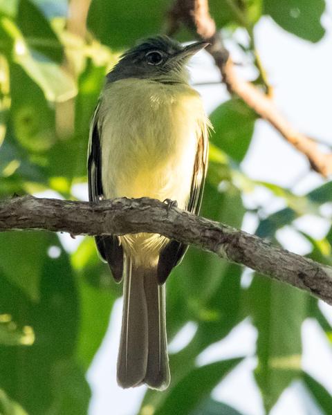 Gray-crowned Flycatcher