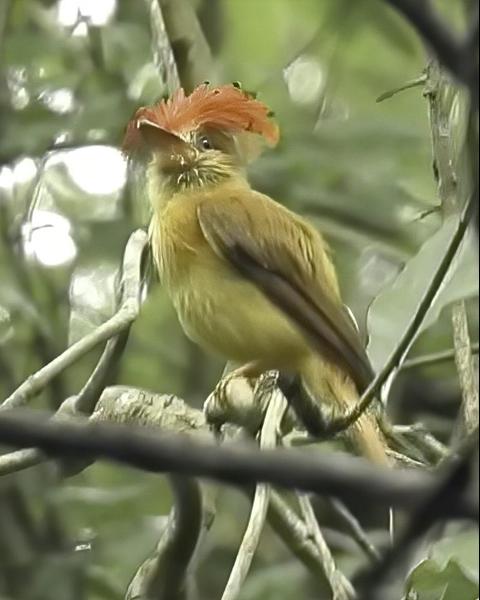 Royal Flycatcher (Pacific)