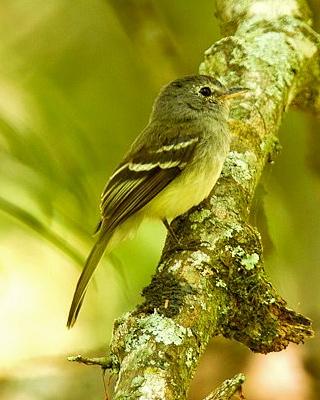Gray-breasted Flycatcher