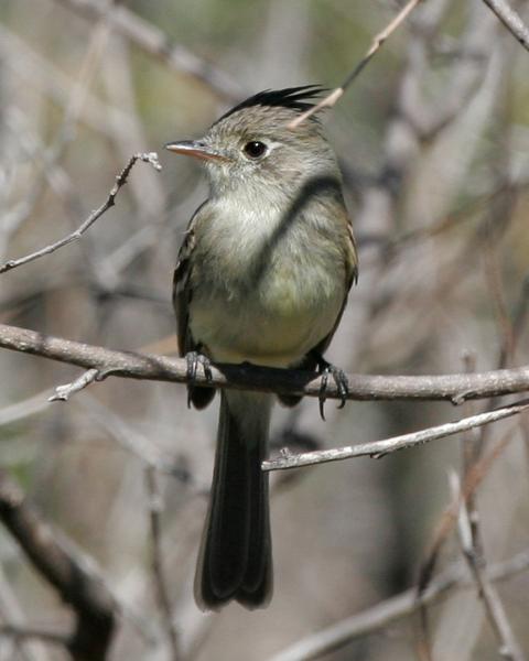 Pileated Flycatcher