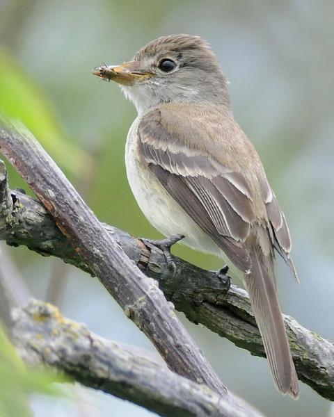 Willow Flycatcher (Northwestern)