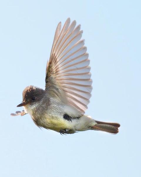 Willow Flycatcher (Northwestern)
